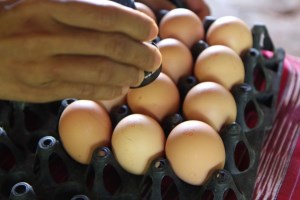 К концу года стоимость яиц существенно увеличится